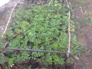 250 moringa seedlings for homes.A moringa for each household.We planting a future.