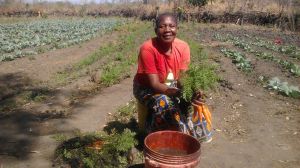 Mrs Munsaka, one of our members, got two packets of carrots. She planted them and see the results :)